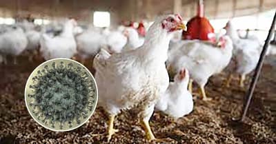 Bird flu detected in 82 places of 11 districts